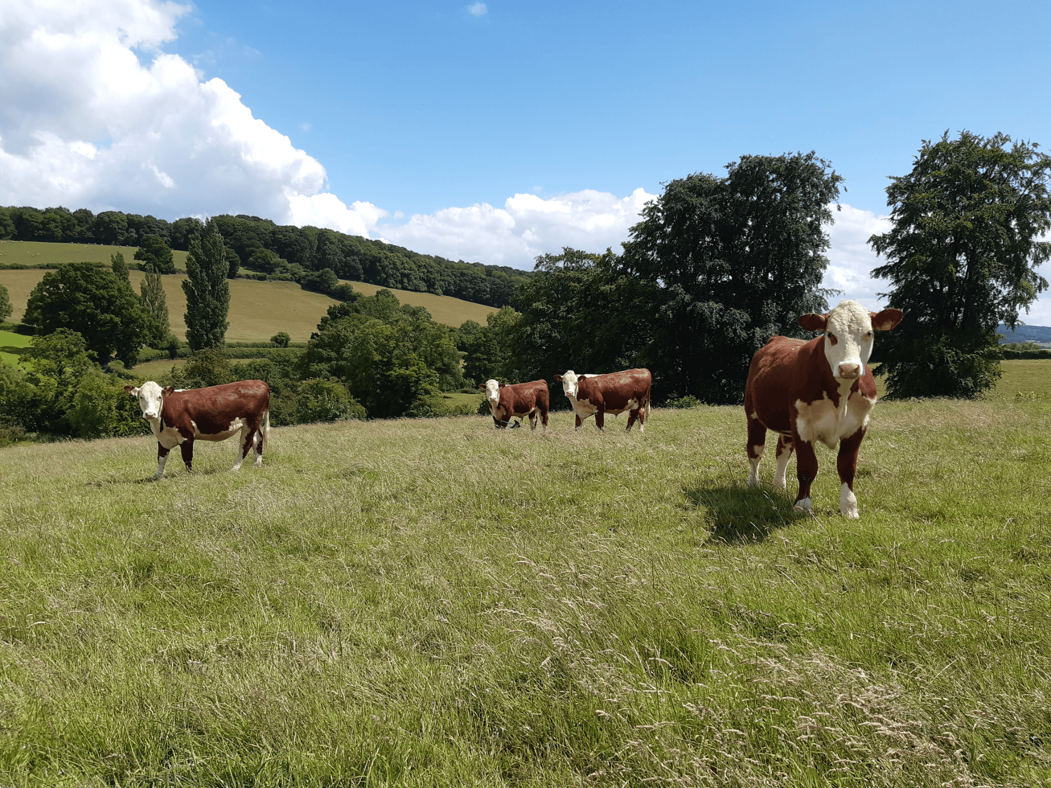 Untitled design (14)