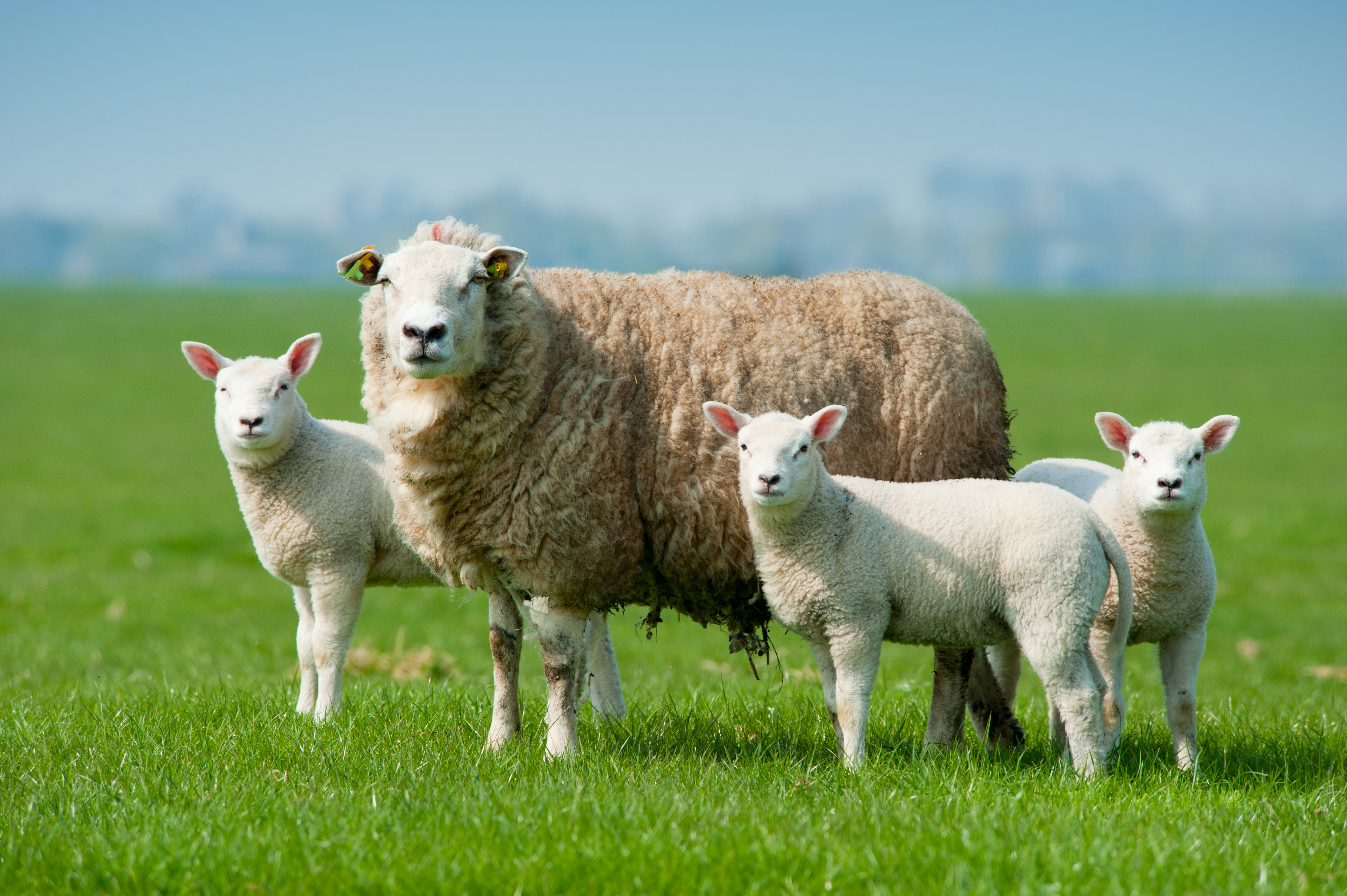 Mother sheep and her lambs in spring, The Netherlands